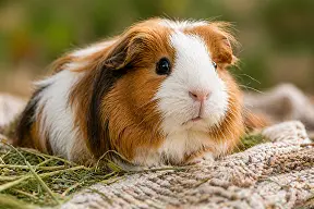 Meerschweinchen